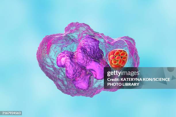 illustrazioni stock, clip art, cartoni animati e icone di tendenza di ehrlichia bacteria morula within macrophages, illustration - acaro