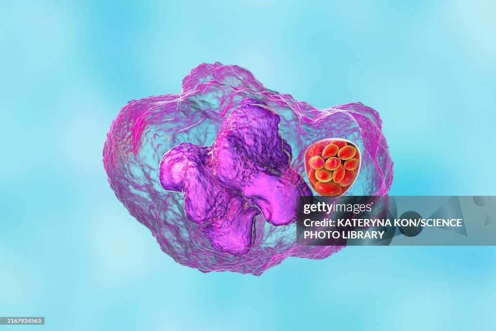 Ehrlichia bacteria morula within macrophages, illustration