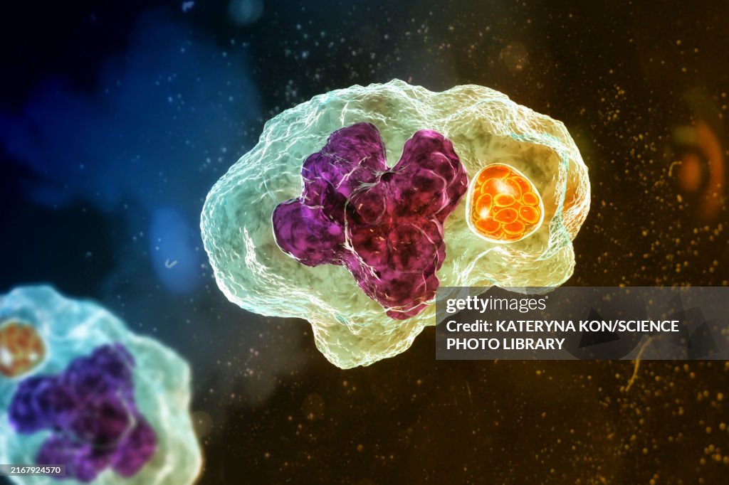 Ehrlichia bacteria morula within macrophages, illustration