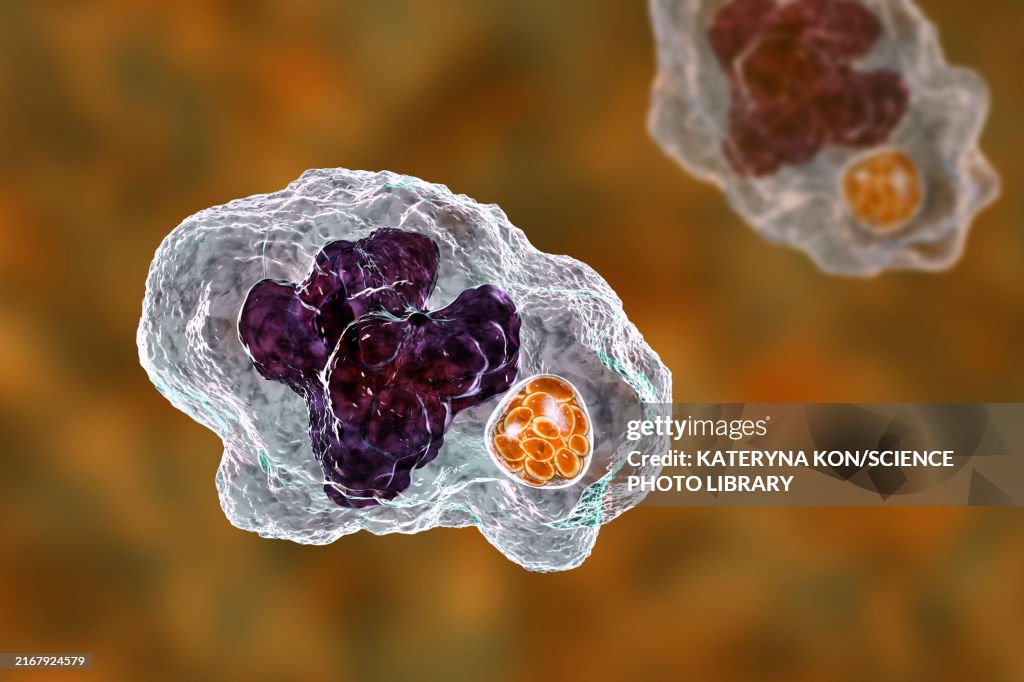 Ehrlichia bacteria morula within macrophages, illustration