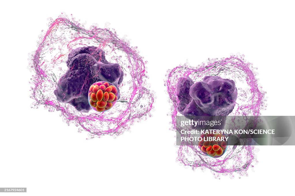 Ehrlichia bacteria morula within macrophages, illustration