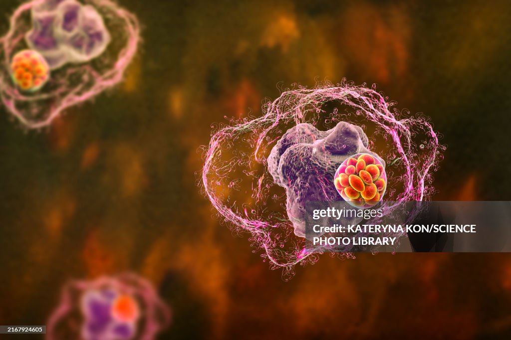 Ehrlichia bacteria morula within macrophages, illustration