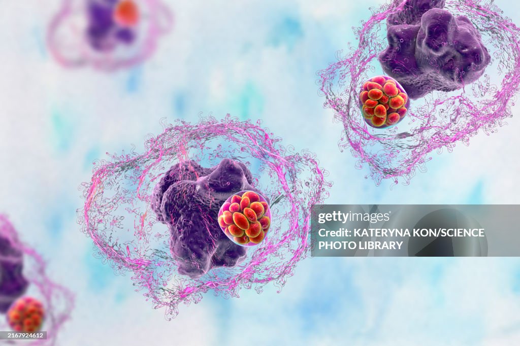Ehrlichia bacteria morula within macrophages, illustration