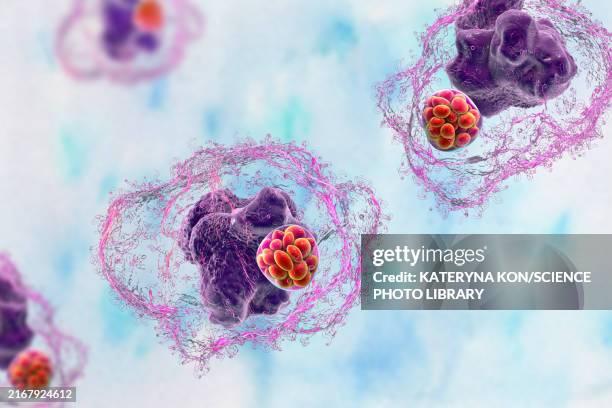 illustrazioni stock, clip art, cartoni animati e icone di tendenza di ehrlichia bacteria morula within macrophages, illustration - acaro