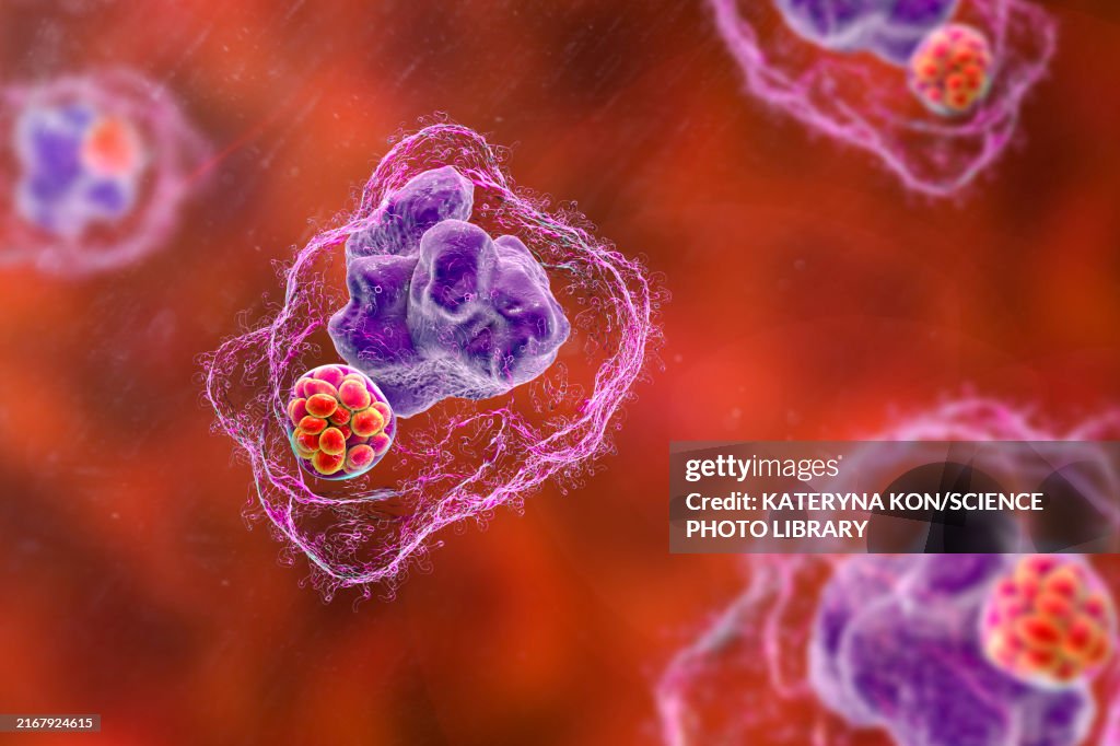 Ehrlichia bacteria morula within macrophages, illustration