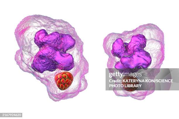ehrlichia bacteria morula within macrophages, illustration - ehrlichiosis stock illustrations
