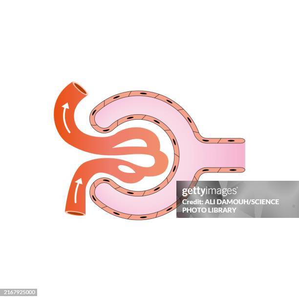 bowman capsule structure, illustration - filtration system stock illustrations