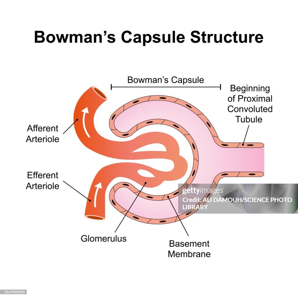 Bowman capsule structure, illustration