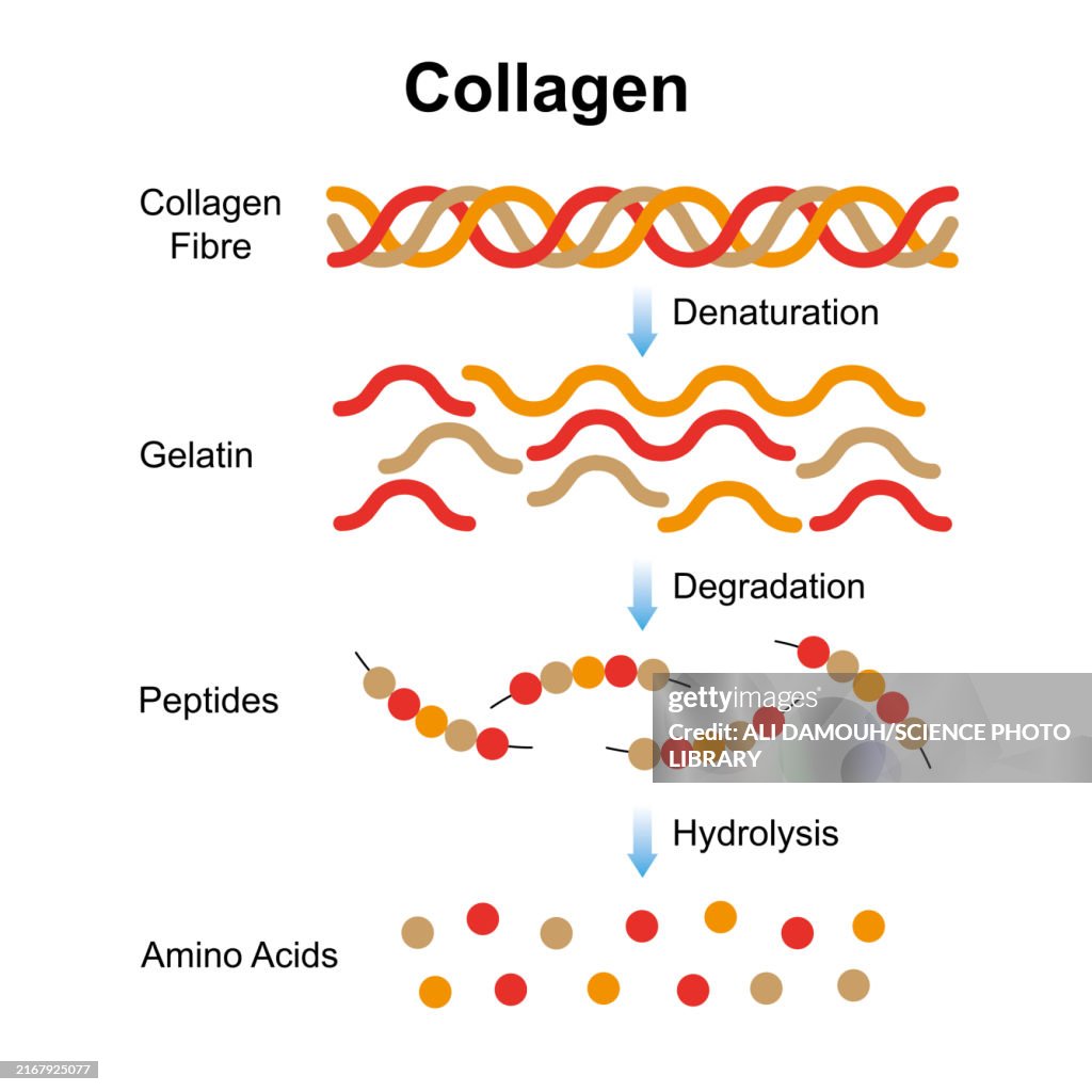 Collagen Pattern Collagen Structure Illustration High-Res Vector Graphic - Getty Images