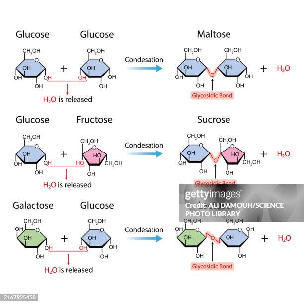 disaccharides formation, illustration - carbohydrate biological molecule stock illustrations