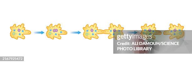 amoeba binary fission, illustration - entamoeba histolytica stock illustrations