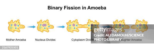 amoeba binary fission, illustration - amoeba stock illustrations