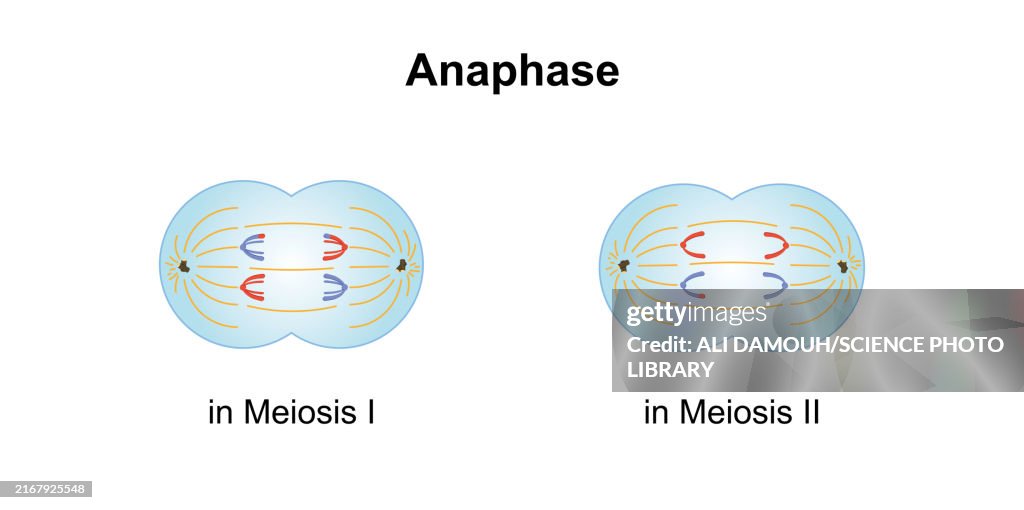 Anaphase, illustration