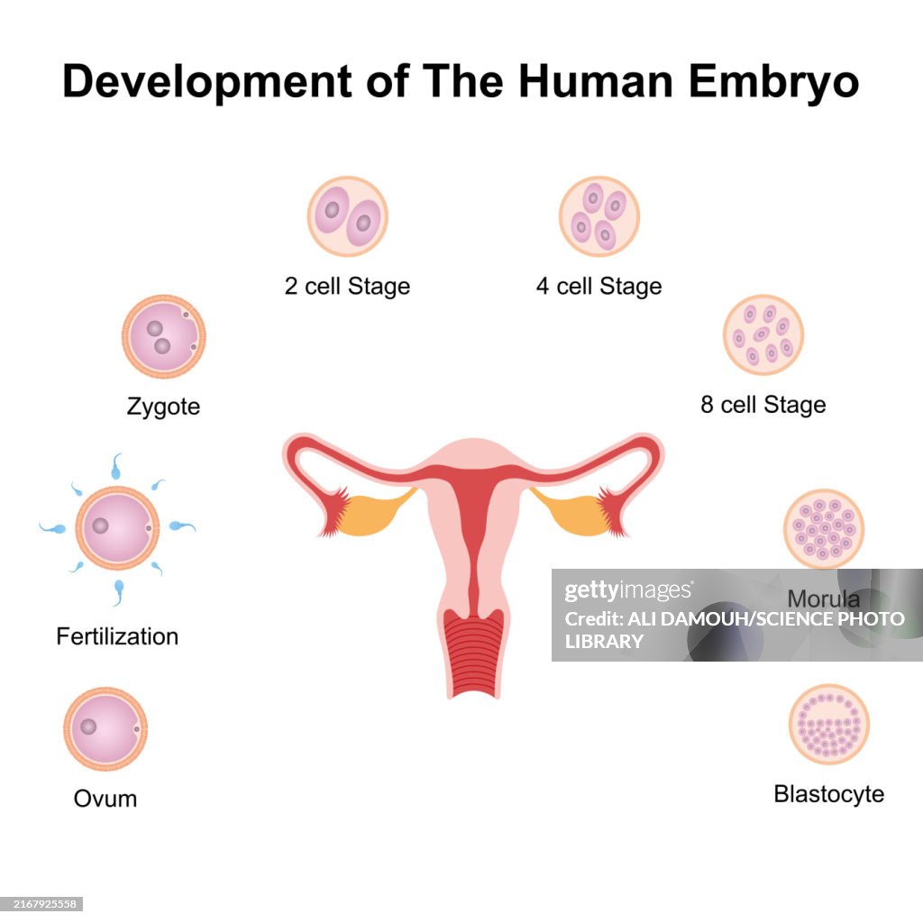 Embryo development, illustration