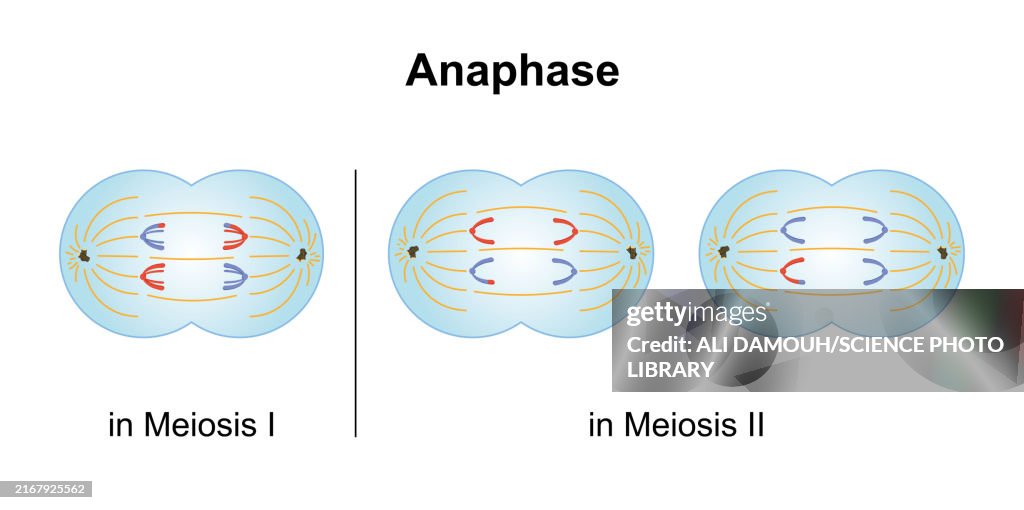 Anaphase, illustration