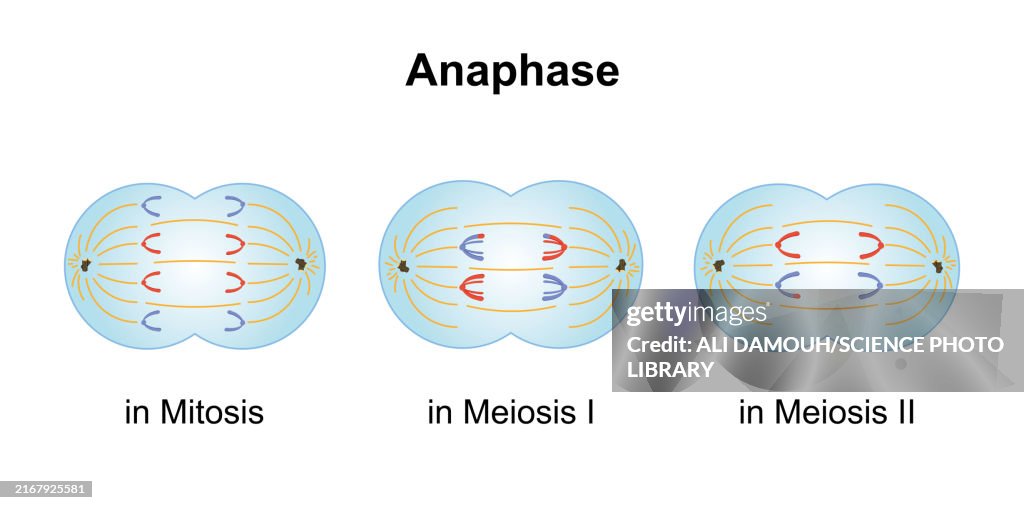 Anaphase, illustration