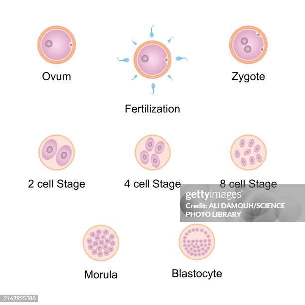 Embryoloading 140 Embryo Implantation Stock Photos, High-Res Pictures, and Images ...