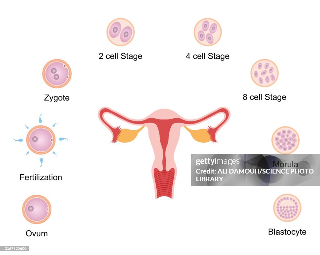 Embryo development, illustration