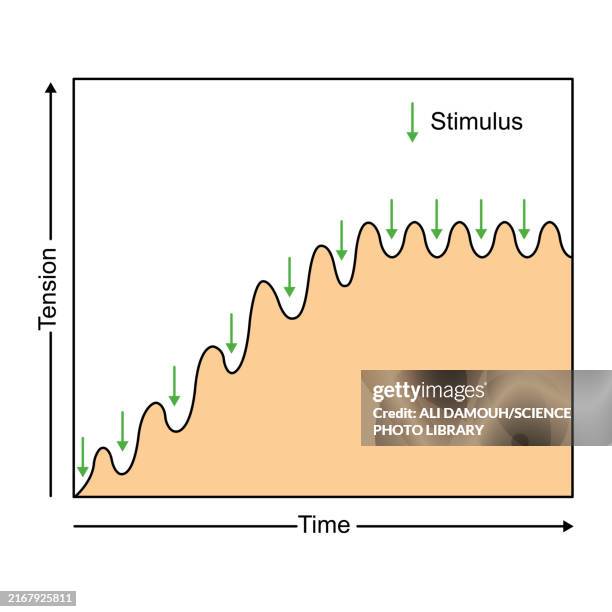 incomplete tetanus muscle contraction, illustration - myosin stock illustrations