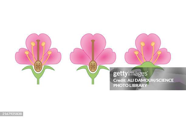 flowers types, illustration - staminate flower stock illustrations