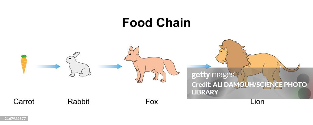 Food chain, illustration