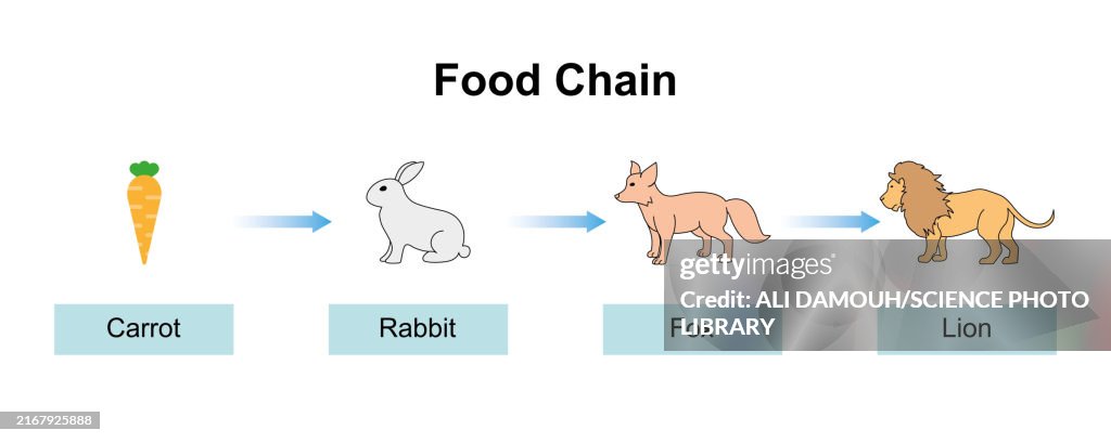 Food chain, illustration