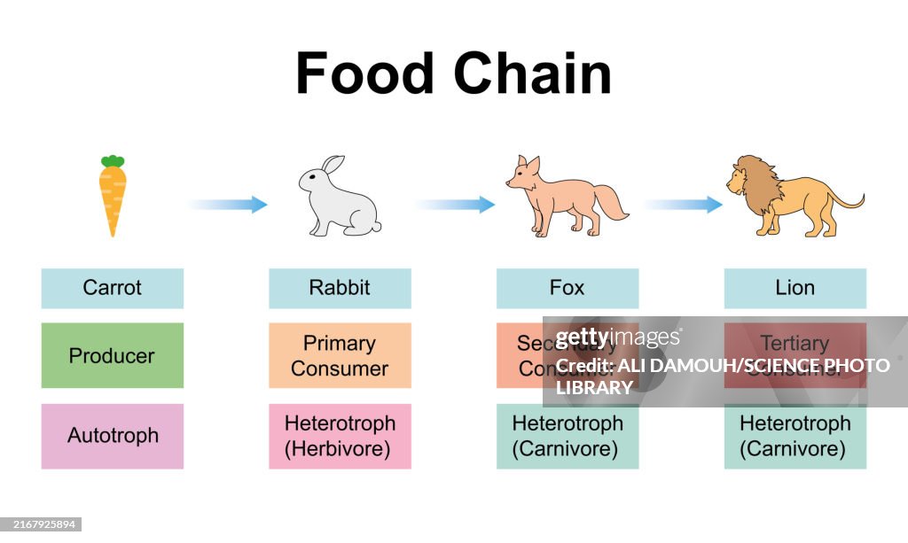 Food chain, illustration