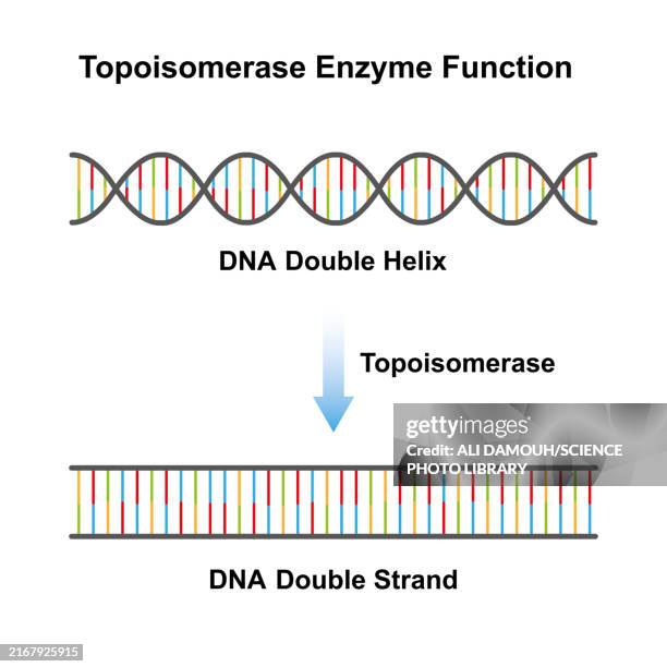 topoisomerase enzyme function, illustration - polymer molecule stock illustrations