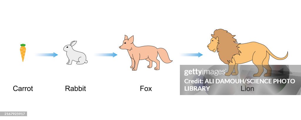 Food chain, illustration