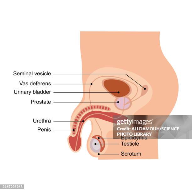 illustrations, cliparts, dessins animés et icônes de male reproductive system, illustration - tubule