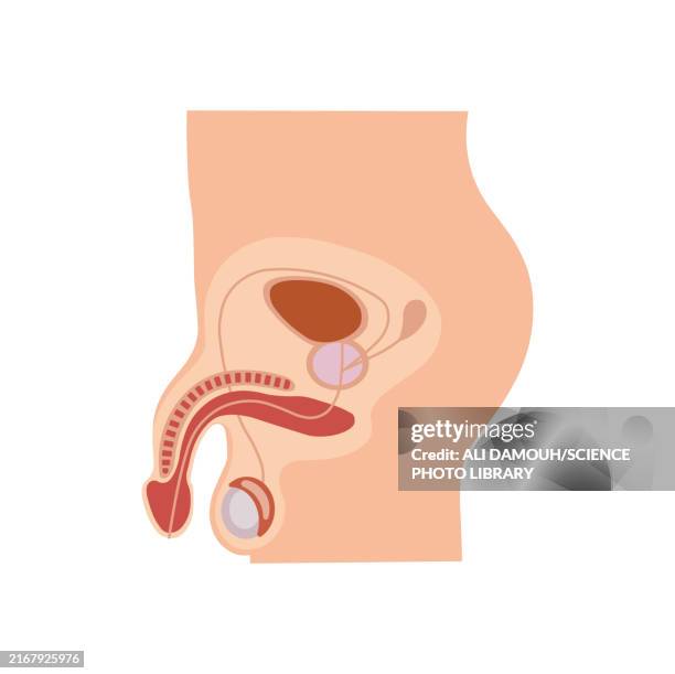 illustrations, cliparts, dessins animés et icônes de male reproductive system, illustration - tubule