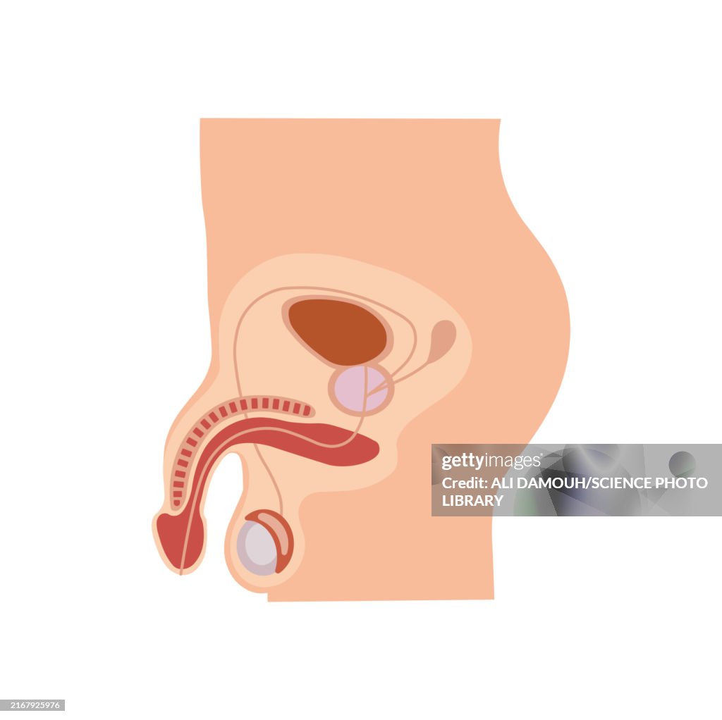 Male reproductive system, illustration