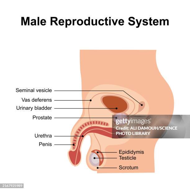 illustrations, cliparts, dessins animés et icônes de male reproductive system, illustration - tubule