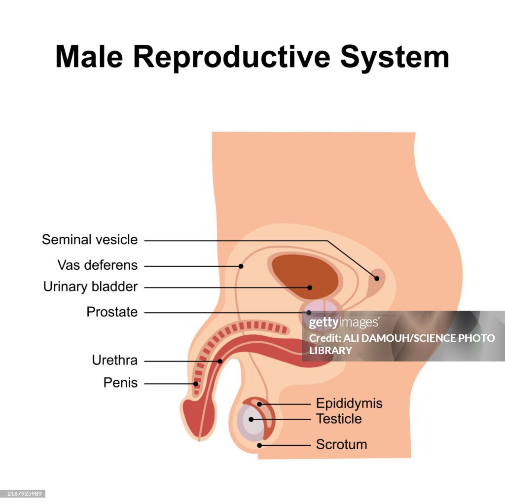 Male reproductive system, illustration