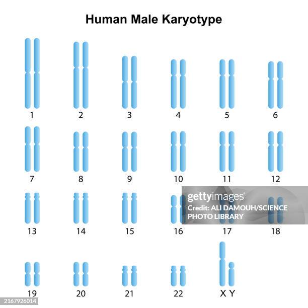 male karyotype, illustration - y chromosome stock illustrations