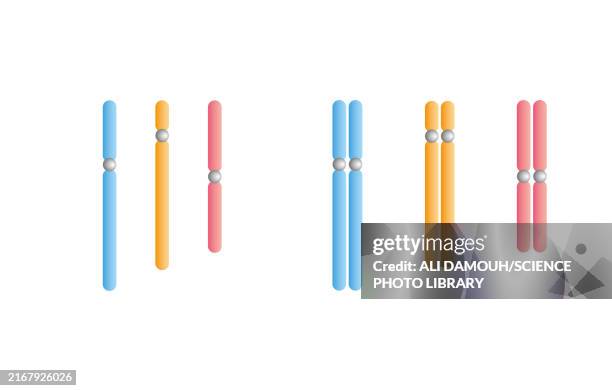 Haploid Def Haploid And Diploid Chromosomes Illustration High-Res Vector Graphic ...