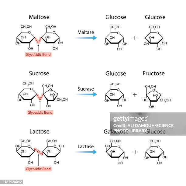 maltase, sucrase and lactase enzyme functions, illustration - carbohydrate biological molecule stock illustrations