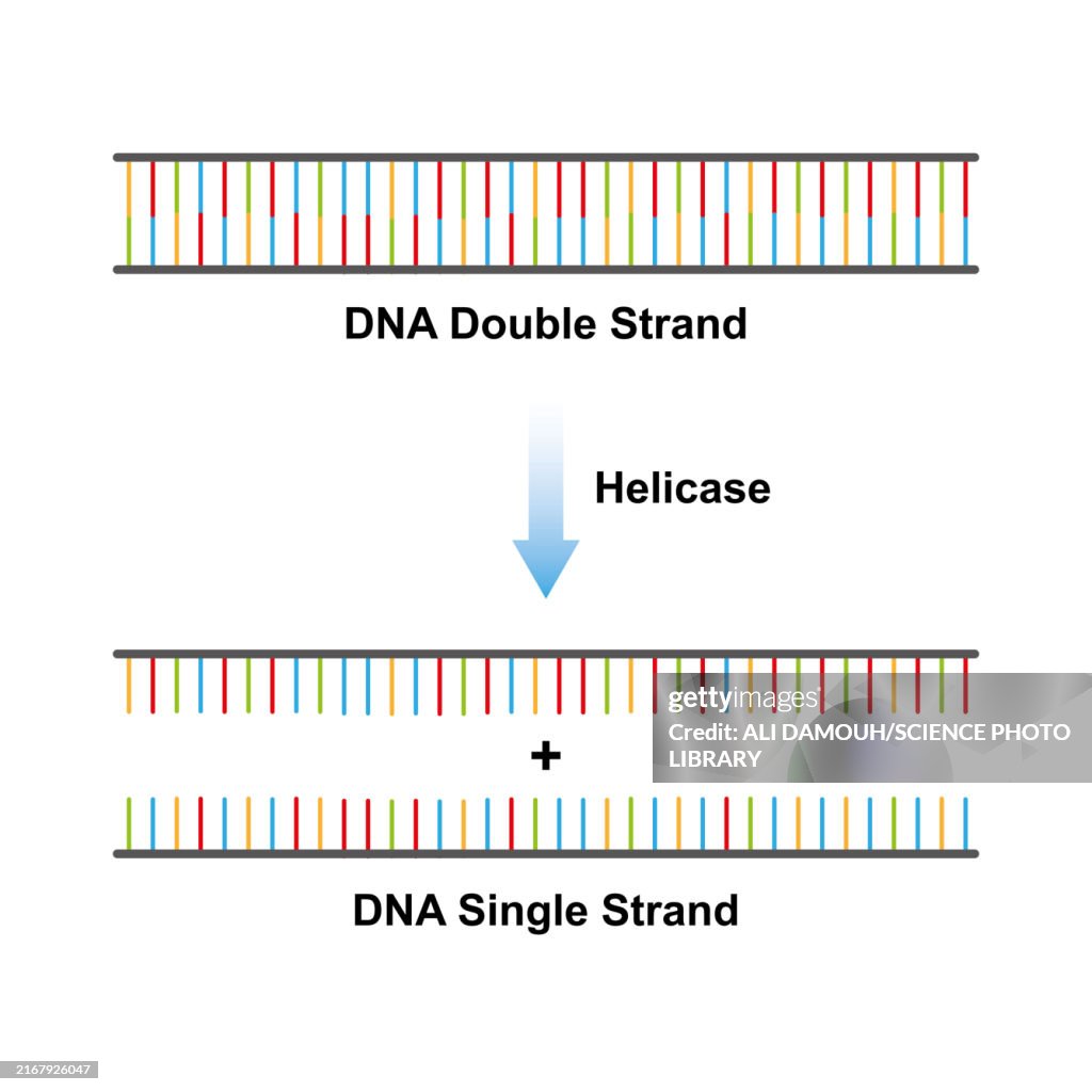 Helicase enzyme function, illustration