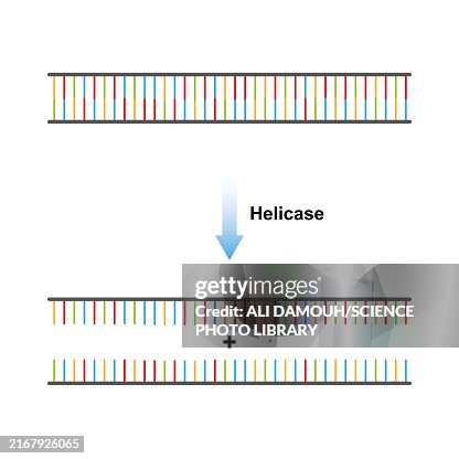 Helicase enzyme function, illustration Helicase enzyme function, illustration