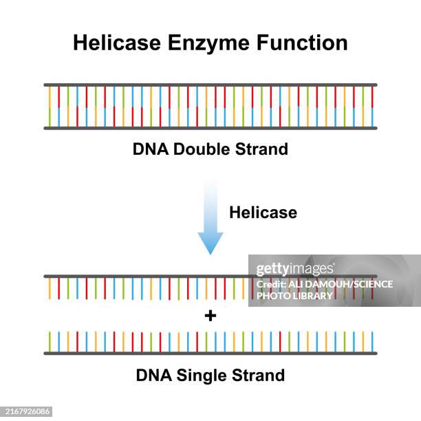 helicase enzyme function, illustration - nucleotide stock illustrations stock illustrations