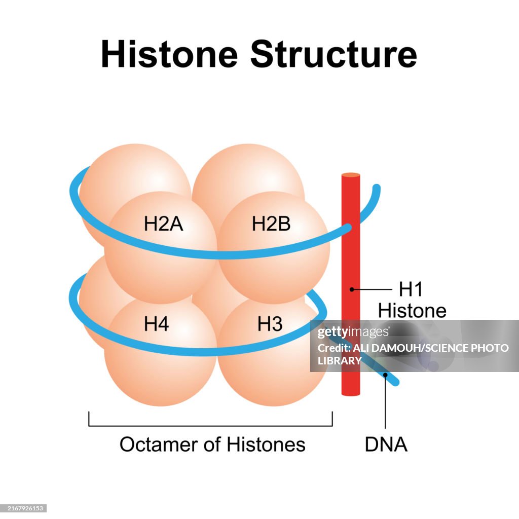 Histone structure, illustration
