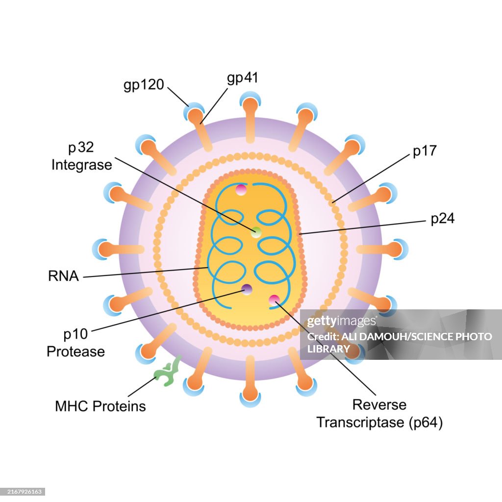 HIV structure, illustration