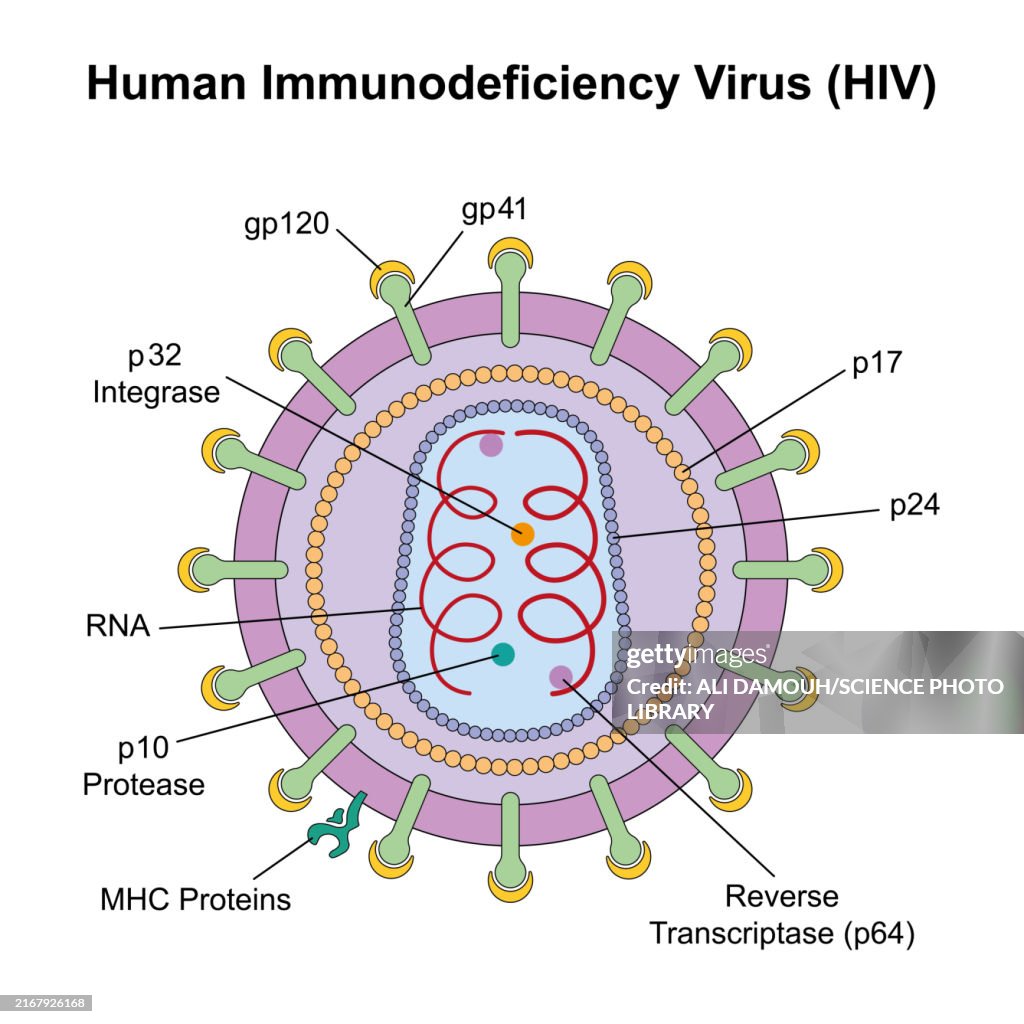 HIV structure, illustration