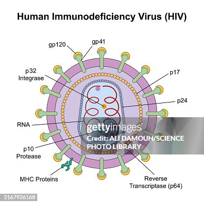 HIV structure, illustration HIV structure, illustration