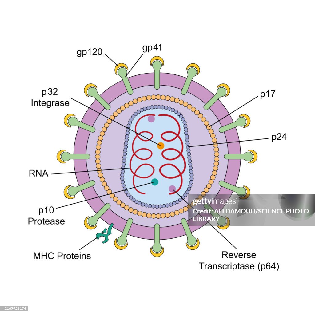 HIV structure, illustration