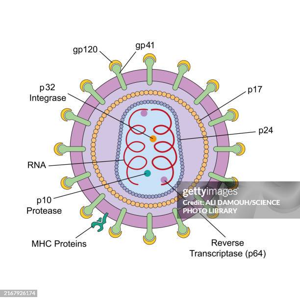 hiv structure, illustration - reverse transcriptase stock illustrations