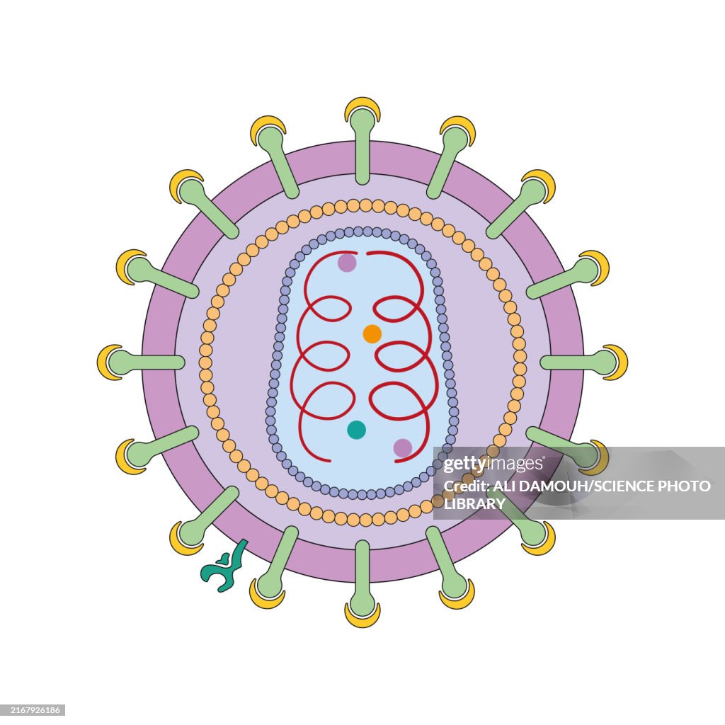HIV structure, illustration