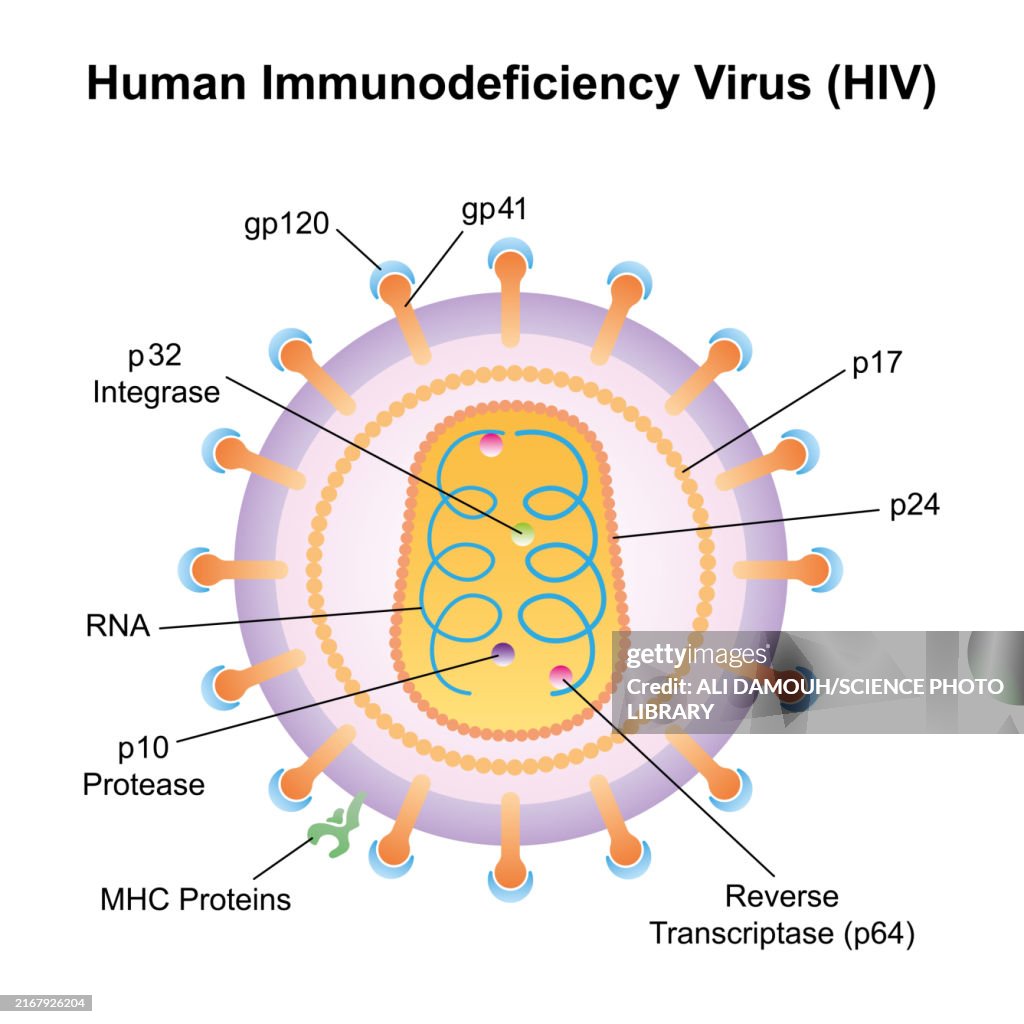 HIV structure, illustration