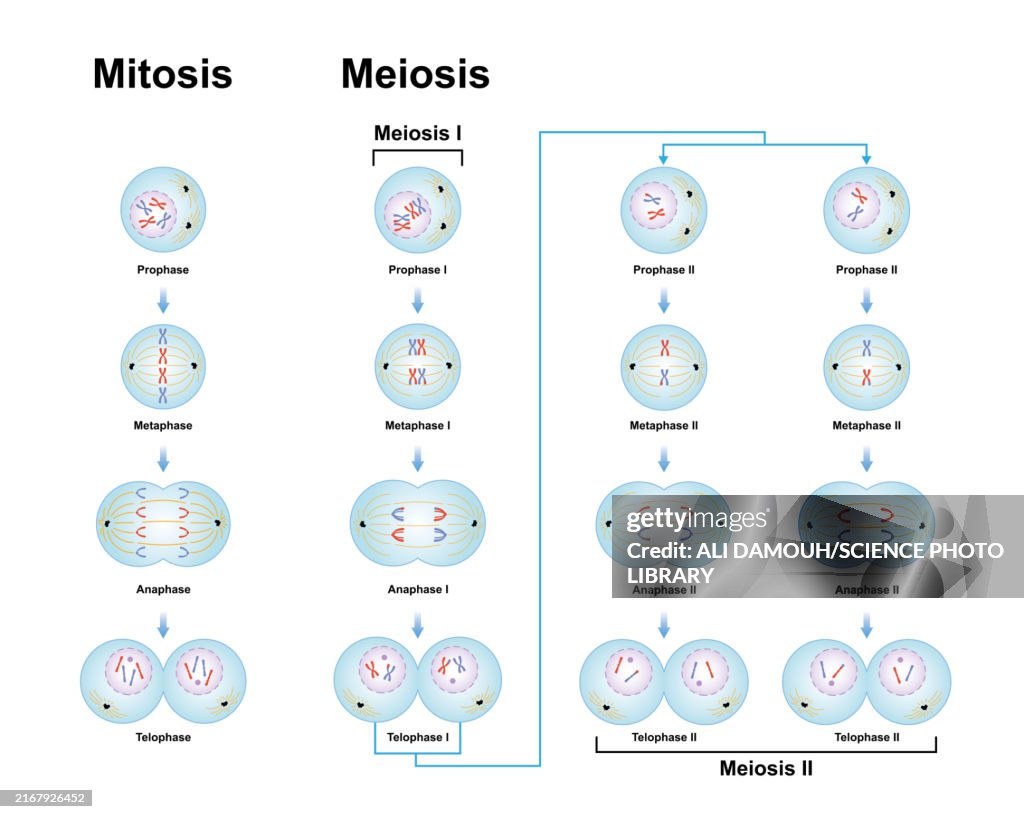 Meiosis and mitosis phases, illustration