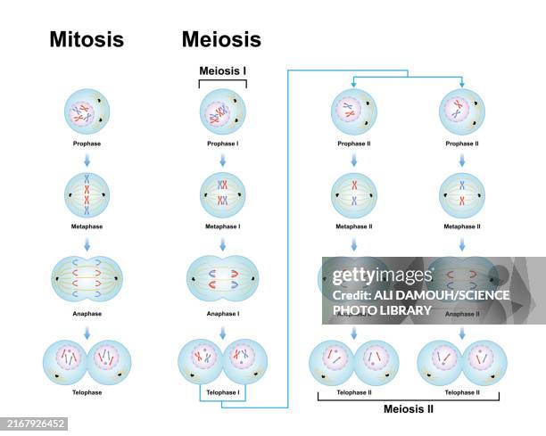meiosis and mitosis phases, illustration - mitosis-meiosis stock illustrations